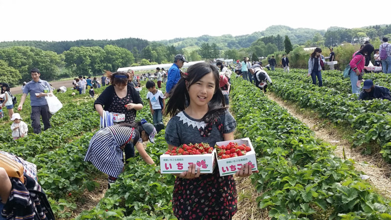 いちご狩り雑感