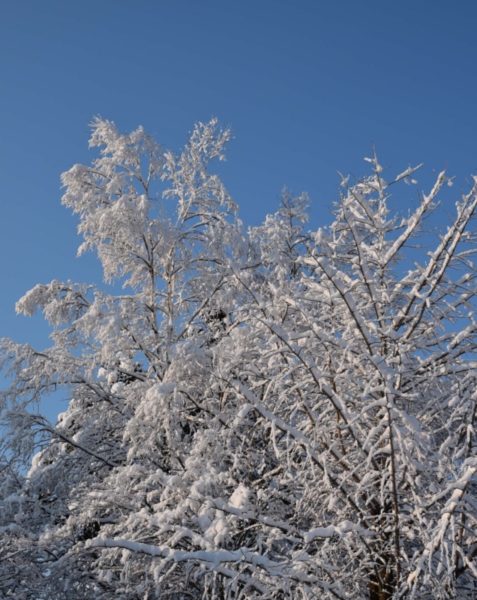 この雪、本気かしら