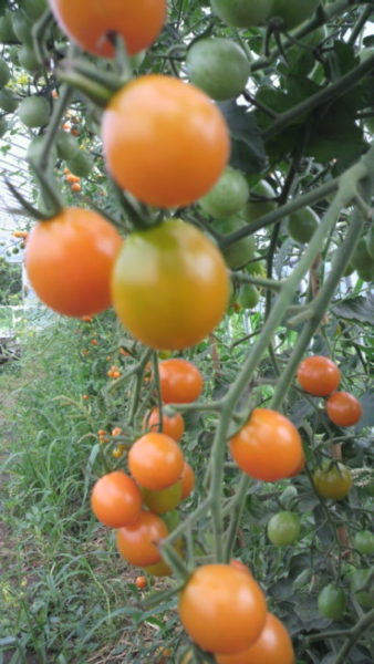 野菜も自己主張