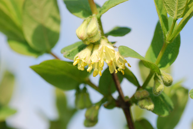 花茶サポーターに感謝