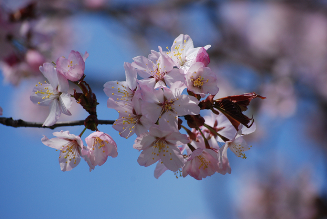 桜、咲いた♪