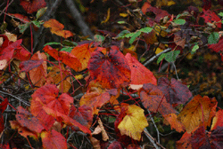 紅葉狩りと温泉と