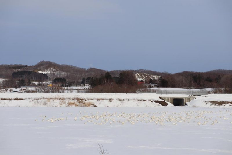 野鳥の遊園地