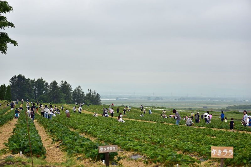 19日、20日のいちご狩りについて