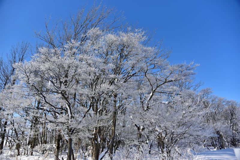 樹氷