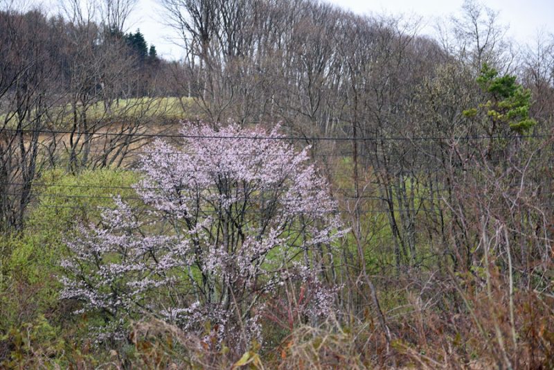 待ちに待った桜