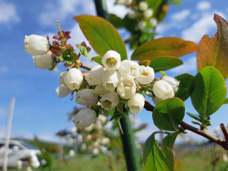 花茶の季節だけど残念なお知らせ