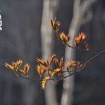 命の記念日にありがとう。
