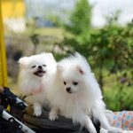 キュートなお客さまたち
