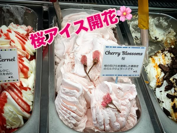 新緑と桜と