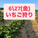 27日　イチゴ狩り情報