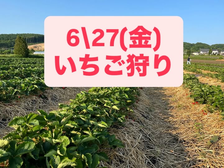 27日　イチゴ狩り情報