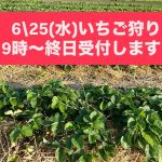 25日のイチゴ狩り情報