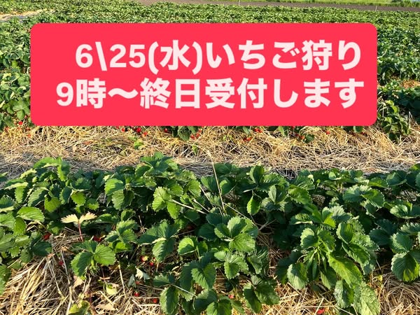 25日のイチゴ狩り情報