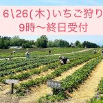 26日　イチゴ狩り情報