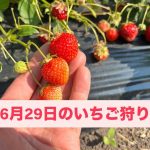 29日からのイチゴ狩り