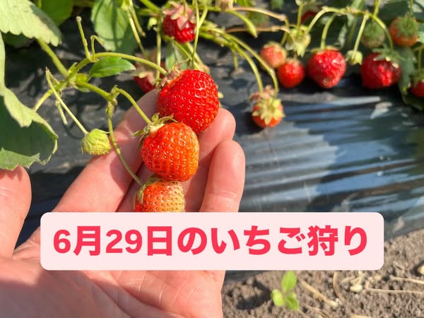 29日からのイチゴ狩り