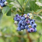ブルーベリー狩り、始まりました(^^♪