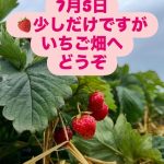 7月5日のいちご情報