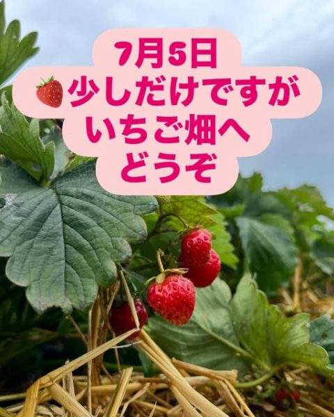 7月5日のいちご情報