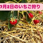 7月2日のイチゴ狩り