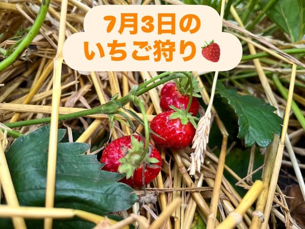 7月3日のいちご狩り