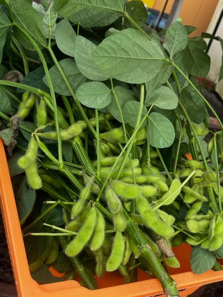 枝豆の販売　始まりましたよ