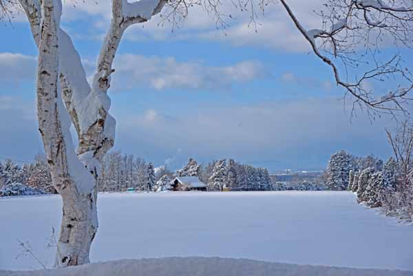 すっかり雪の中