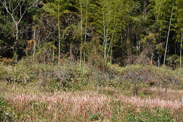 ふるさとの山河
