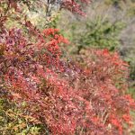 明けまして、おめでとうございます