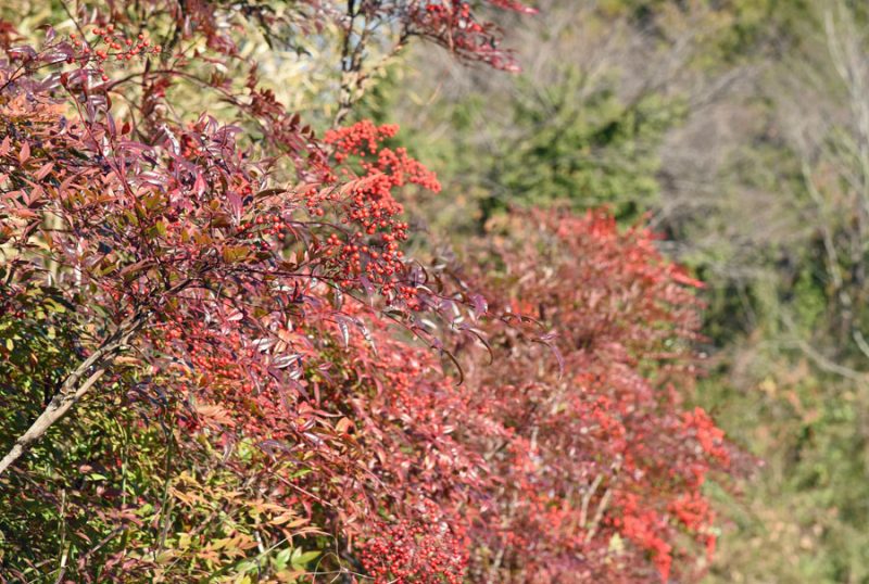 明けまして、おめでとうございます