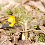 行ったり、来たりの春